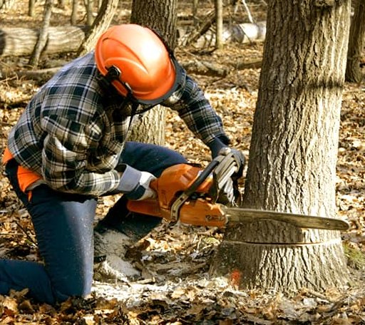Tree Removal in Texhoma, OK